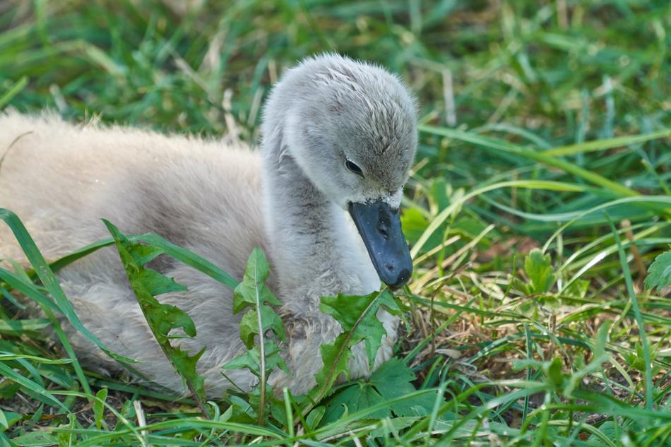 Swan Chicks Young Animal