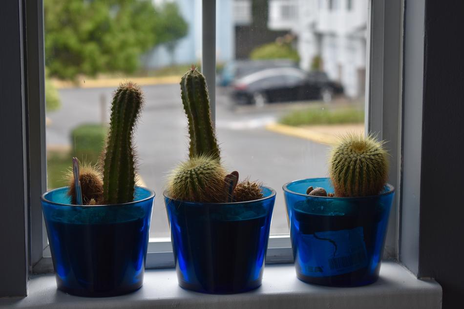 Cactus Flowers Blue