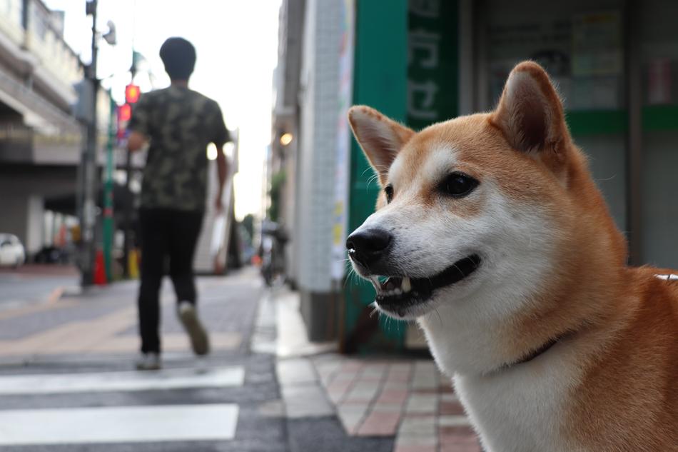 Shiba Inu Dog Pet