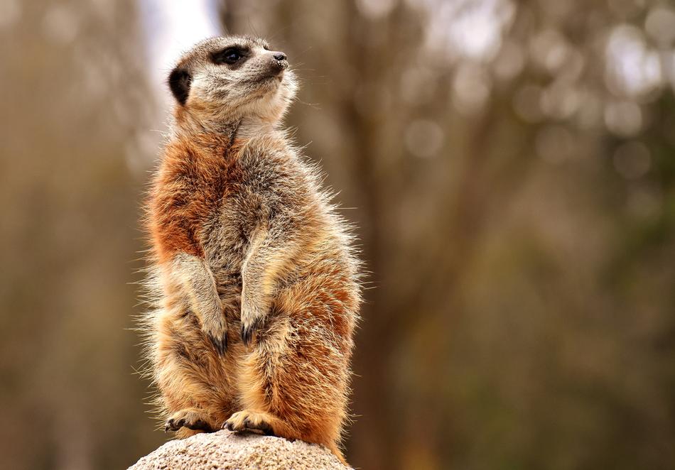 Meerkat Animal Nature