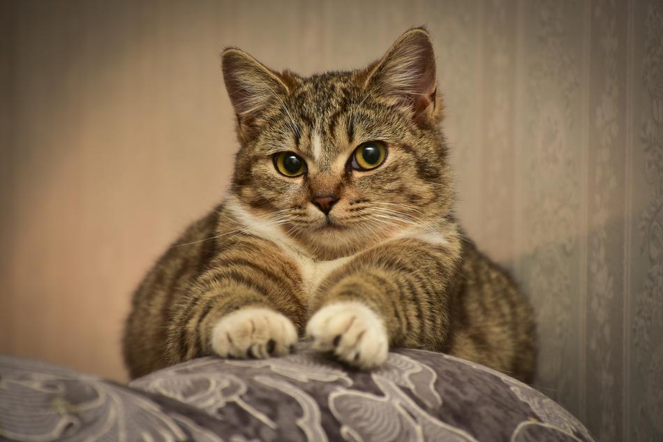 Cat Sofa Eyes
