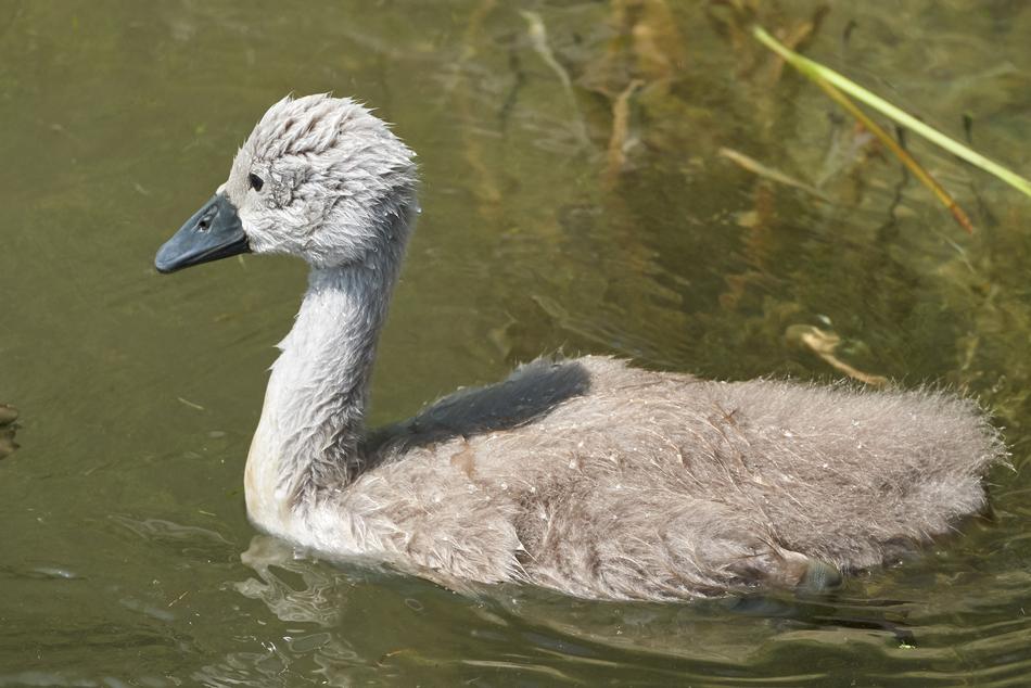 little swan swims wet