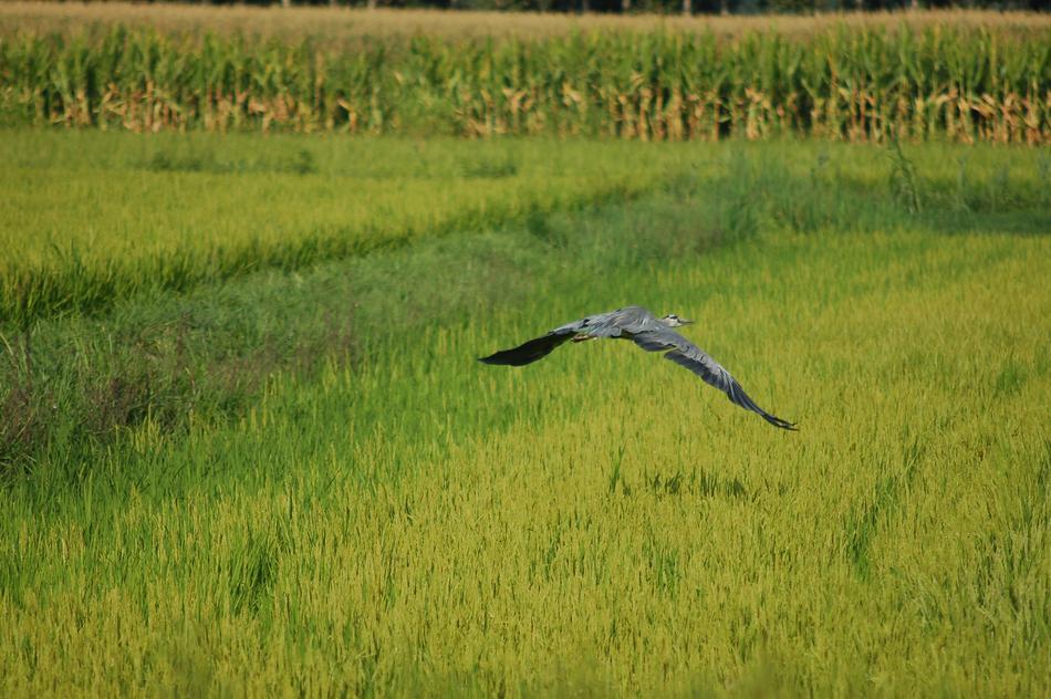 Gray Heron Bird Ali
