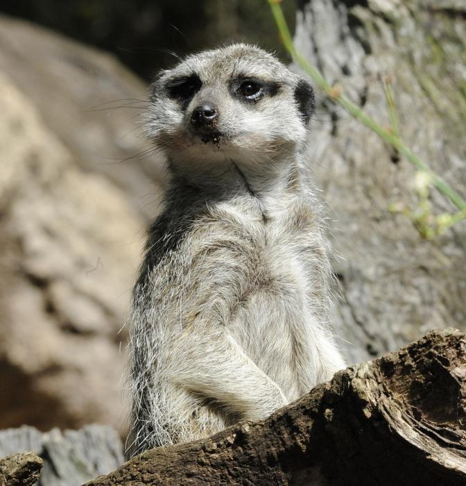 Wildlife Mammal Nature