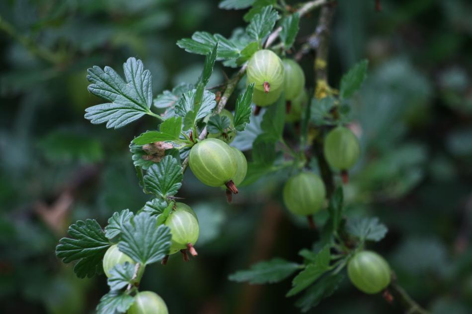Refreshingly delicious berries