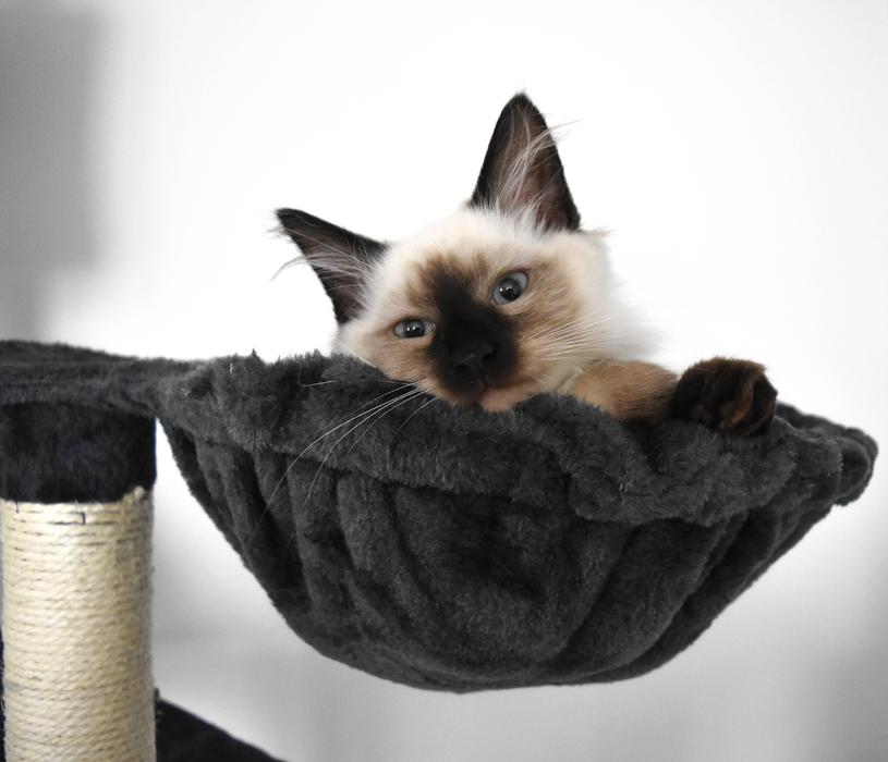 Charming Cat Mammals