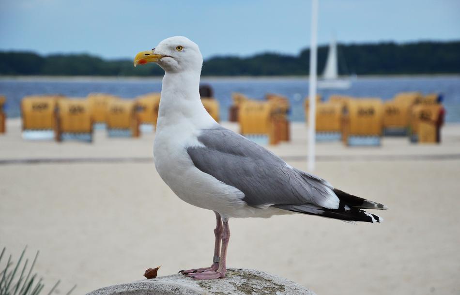 Seagull Baltic Sea Bird