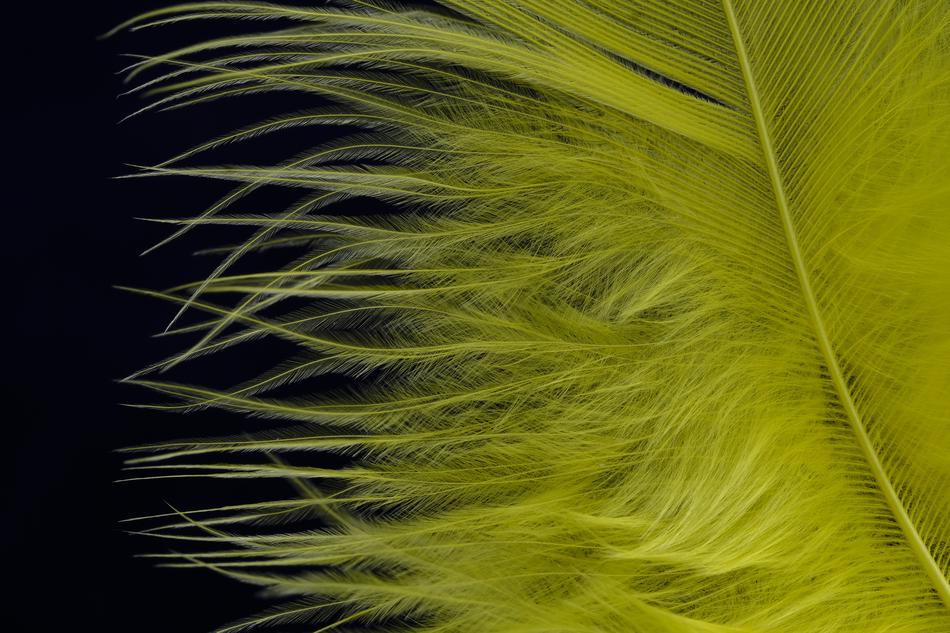 Feather Fluff Bird