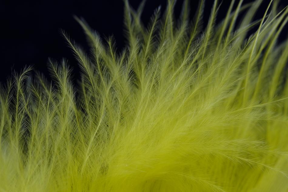 Feather Fluff Bird