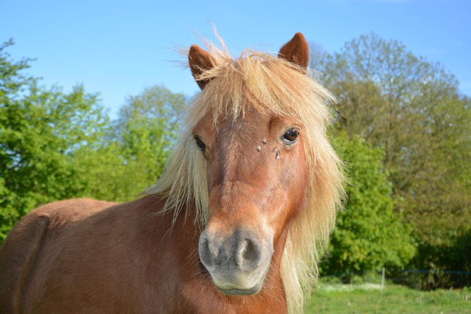 Shetland Small Pony portrait