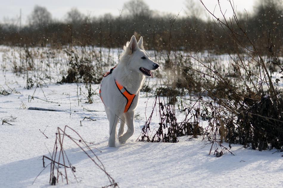 big dog looks beautiful