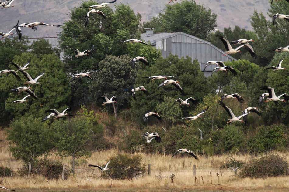 birds flying chaotically in a flock