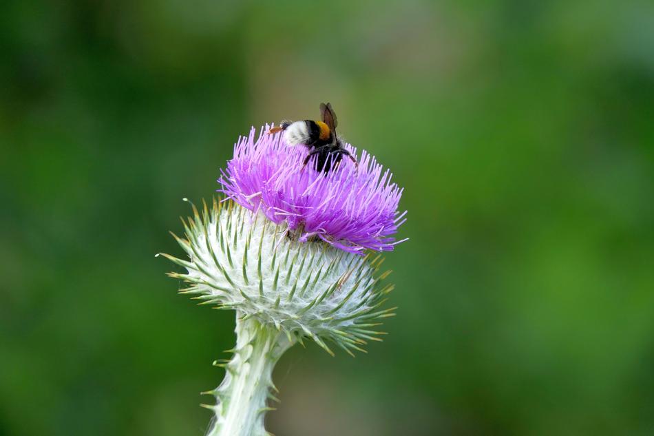 hummel on the purple thistle