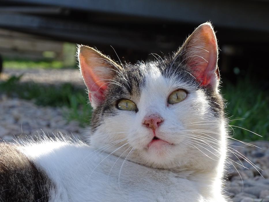 Cat Cute Pet Domestic
