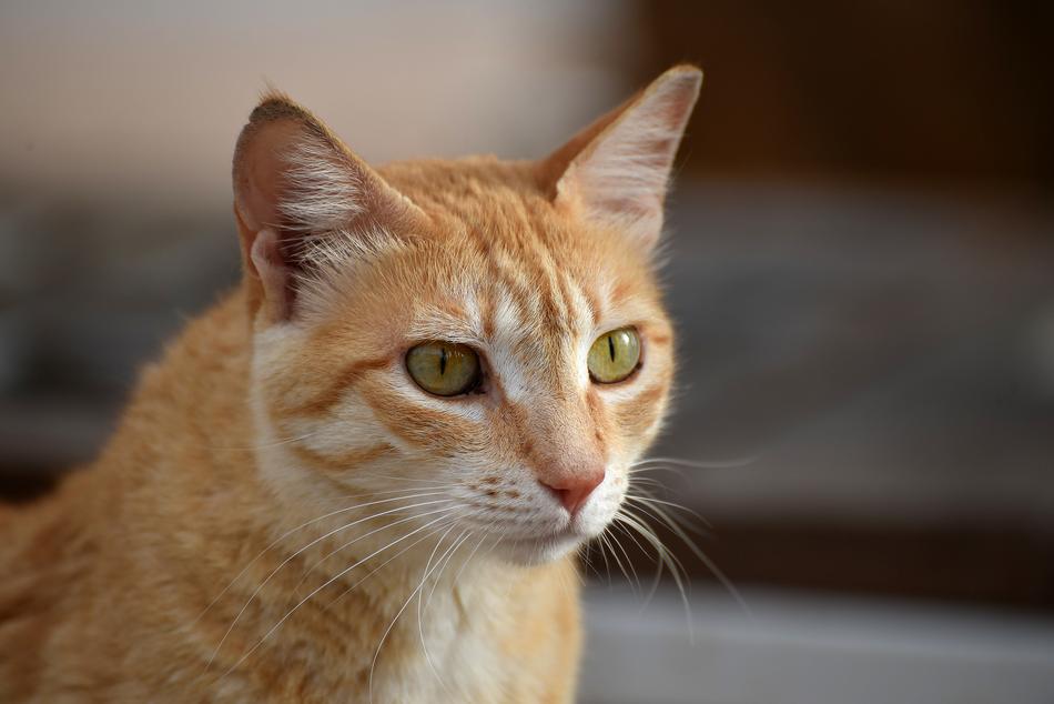 Cute Animal Looking portrait