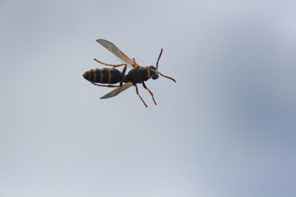 Wasp Field Insect Roof