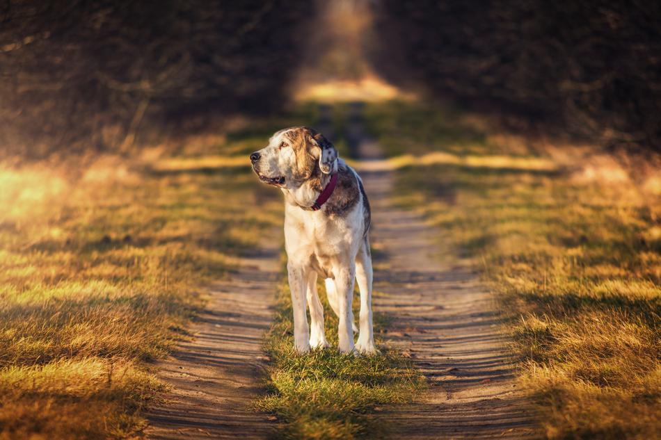 walking furry dog