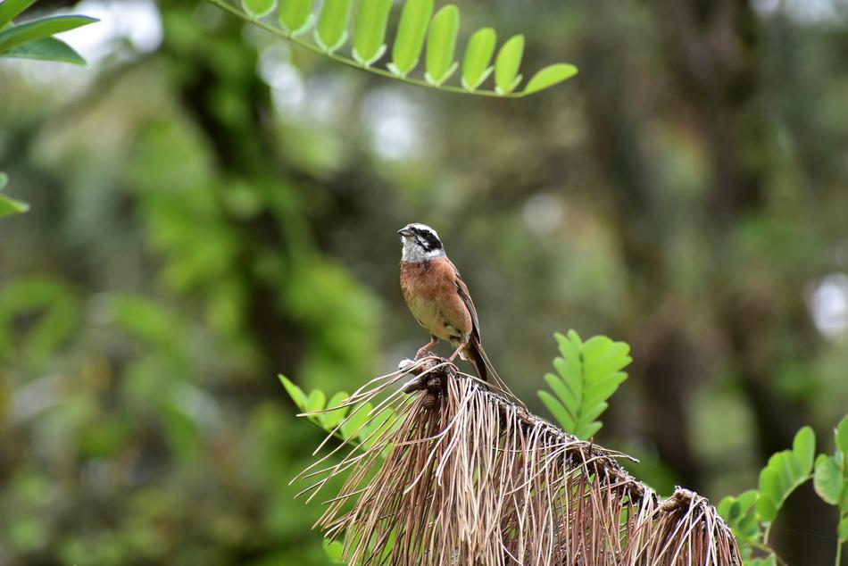 small birdie in the forest