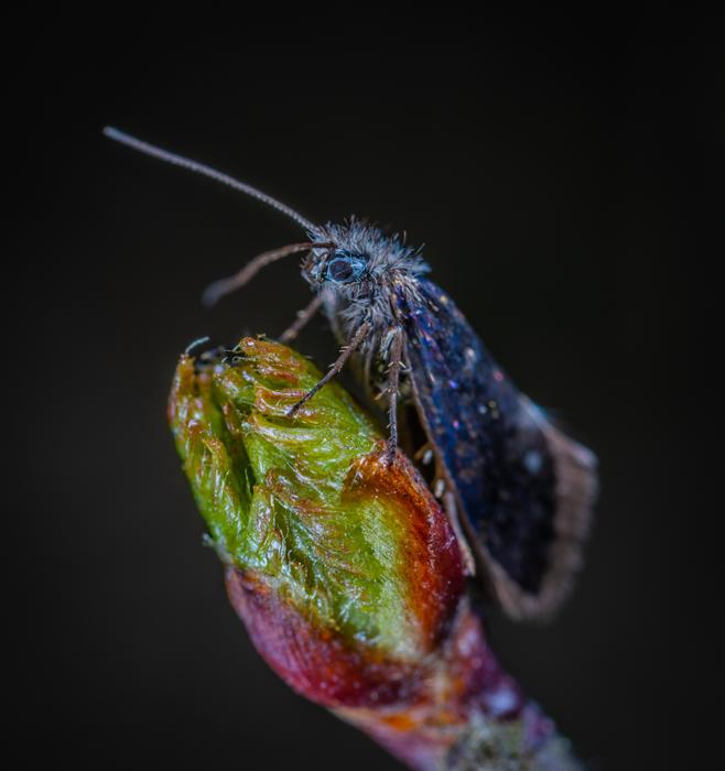 Insect Nature Krupnyj Plan