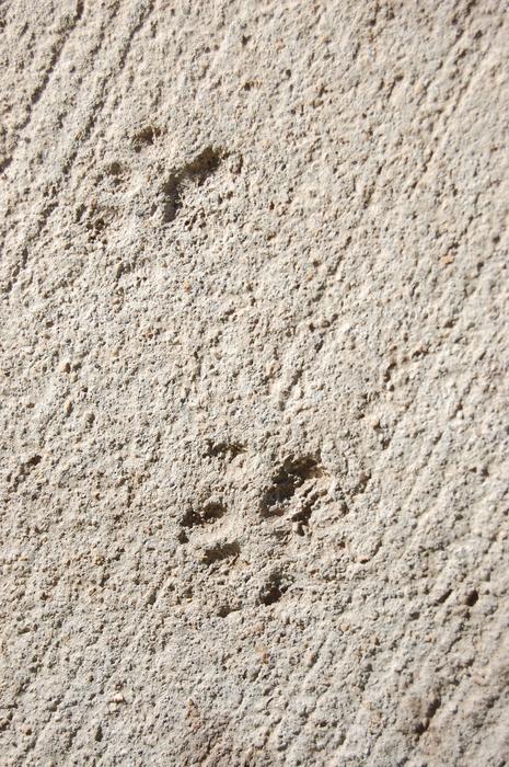 paw prints on the asphalt