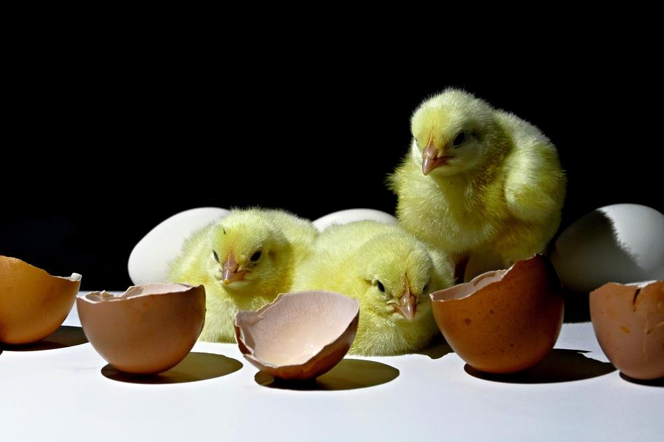 Kuriatka Emergence Poultry
