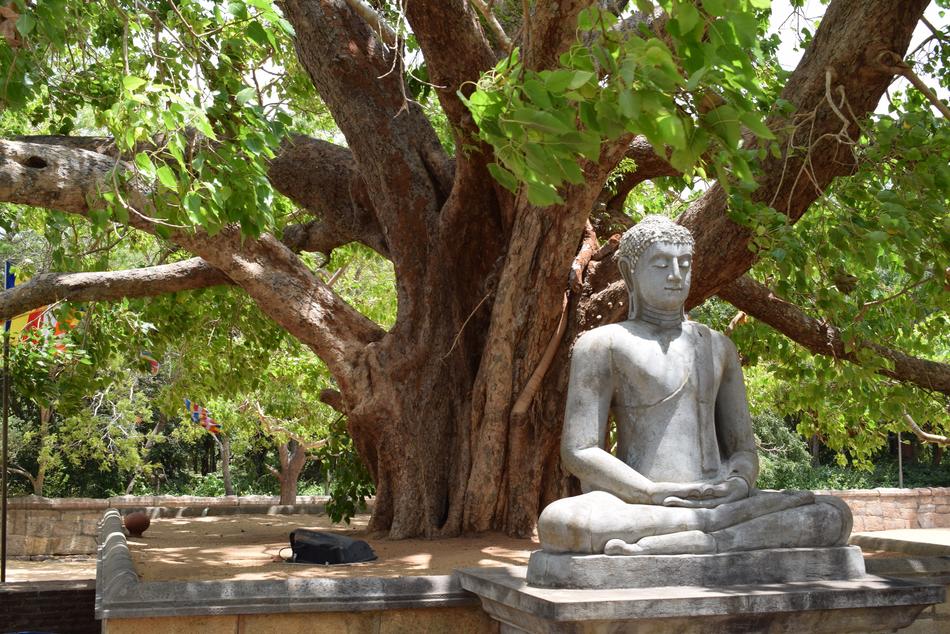 Buddha Forest Asia