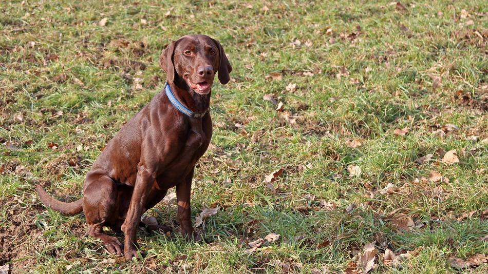 Dog Animal Mammal