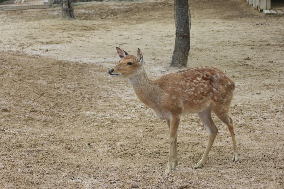 Animal Deer