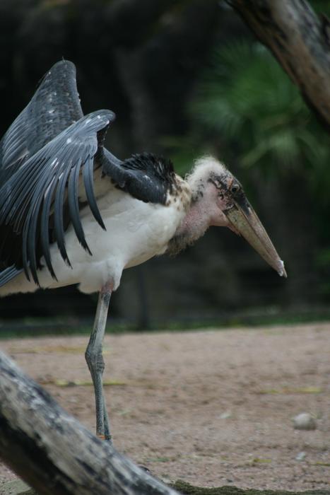 Wader Bird Bill