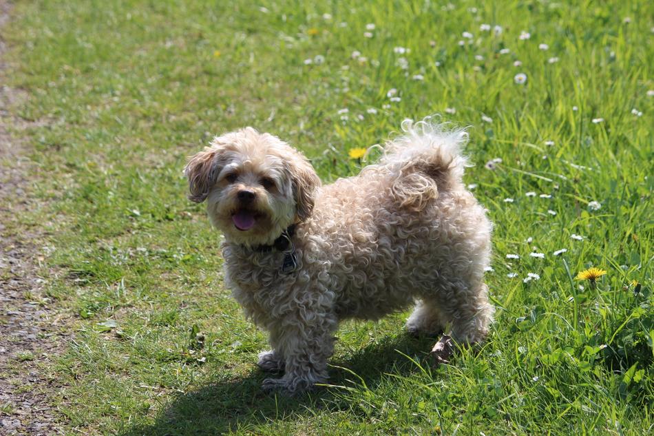 Grass Animal Mammal