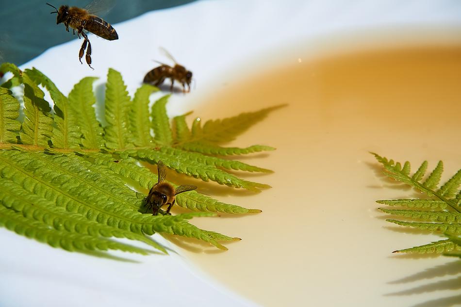 fluffy bees on a plate