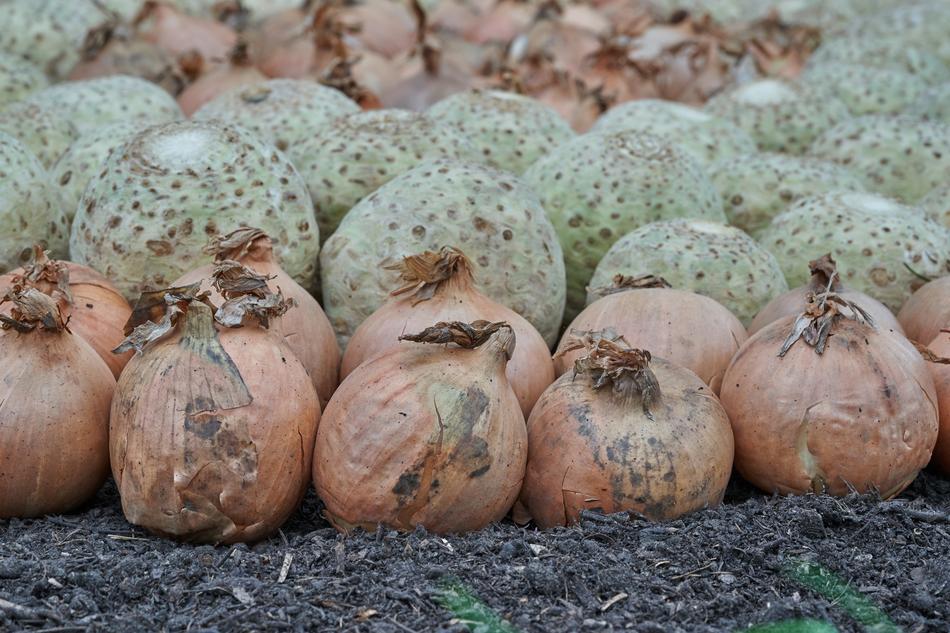ripe onions and vegetables