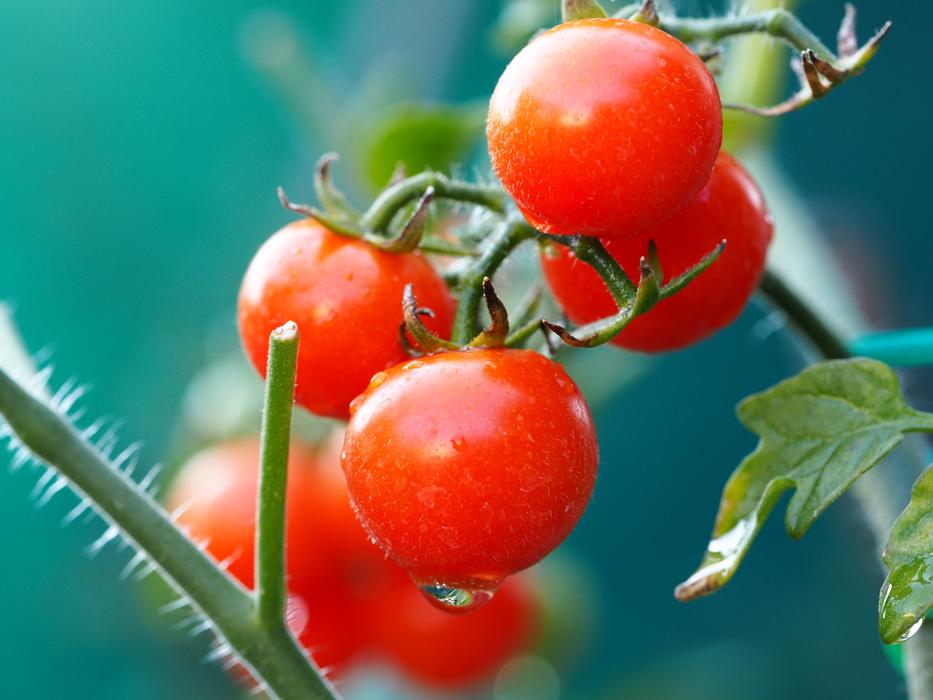 bright tasty tomatoes on a branch