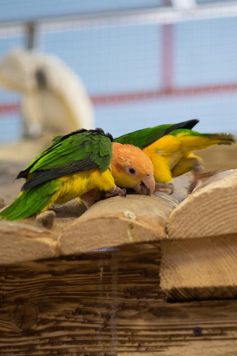 Parrot Bird Nature