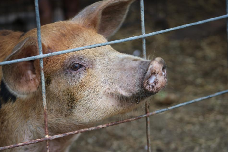 piglet domestic animal