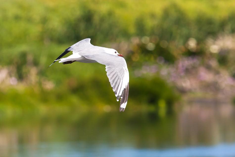 Hartlaub Gull In Flight macro