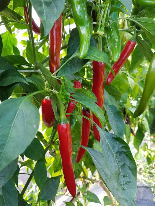 Red long peppers in the garden