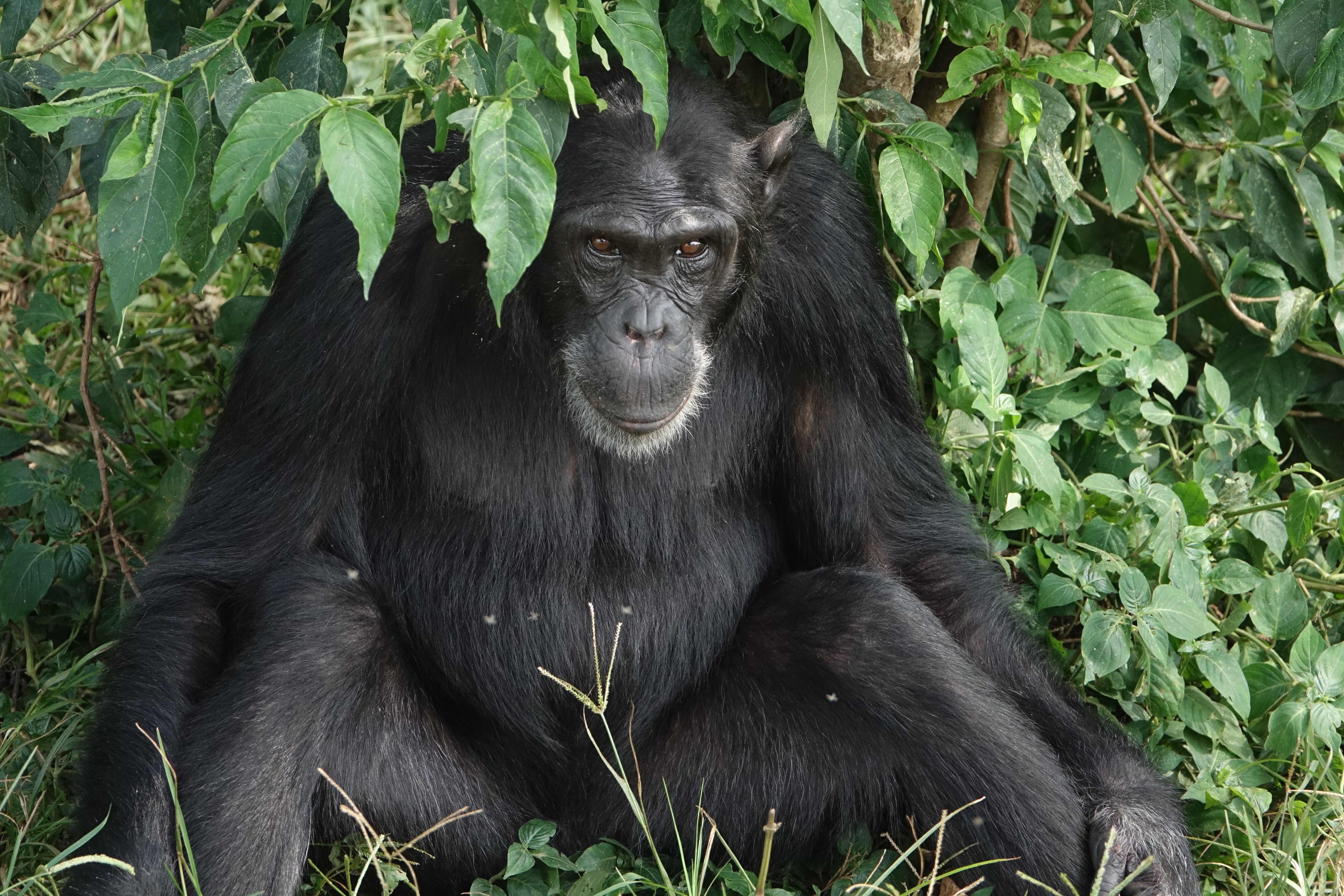 Темно обезьяна. Шимпанзе в Африке. Дикая обезьяна. Черная обезьяна. Млекопитающие обезьяны.
