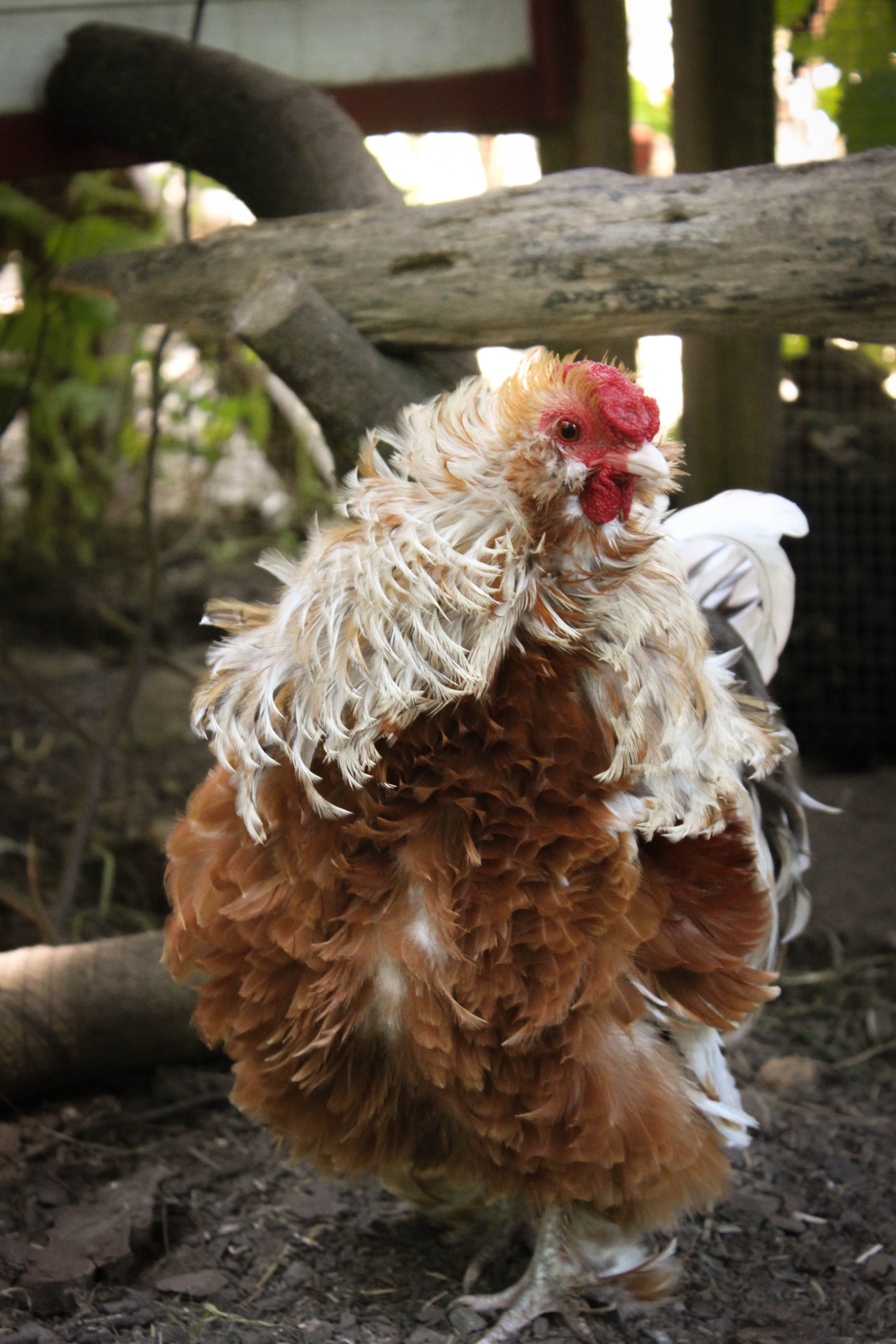 Hahn Chicken Chickens free image download