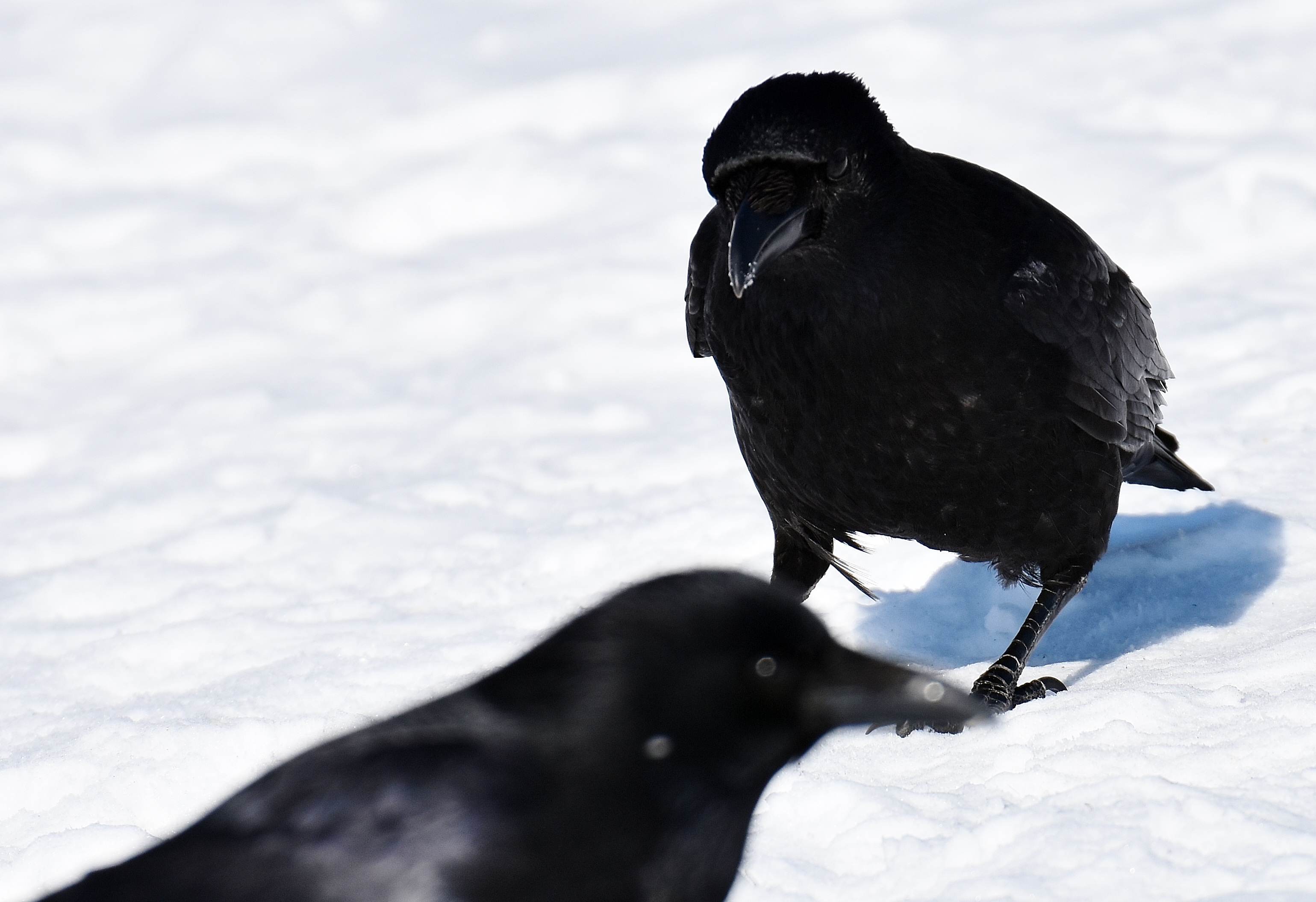 Common Raven Snow free image download