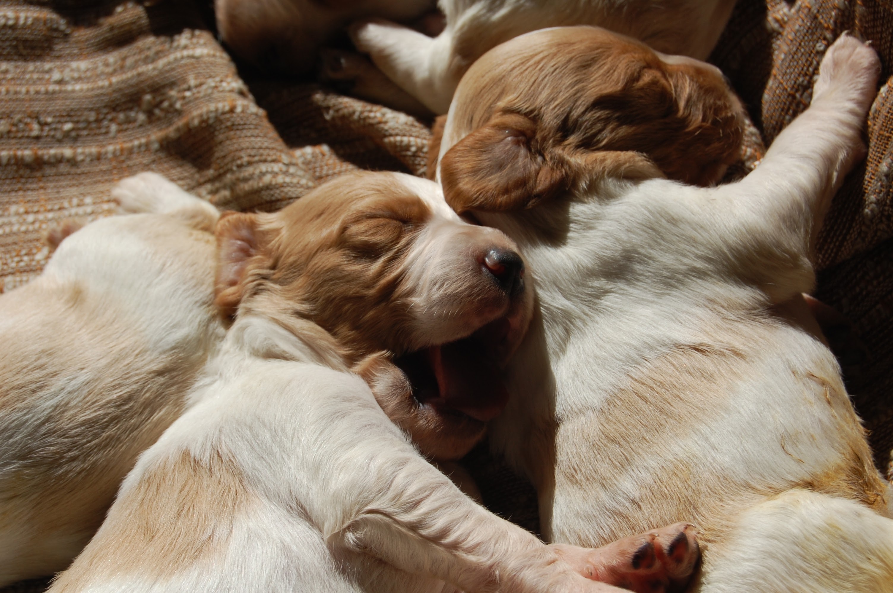Puppy Dreams Sherman Tx Reviews - ug98qsr