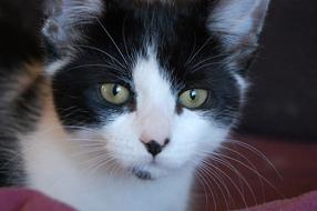Cat Feline Kitty