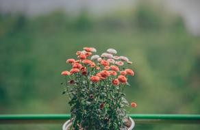 Flowers Cute Spring