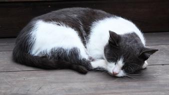 white black sleeping cat