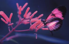 Macro view of the pink Butterfly Insect