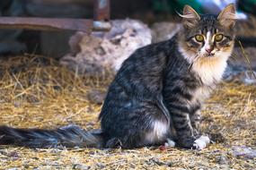 little pet cat