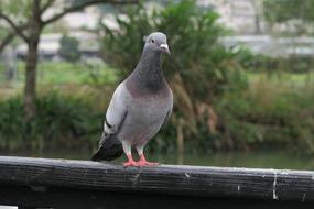 Feral pigeon, grey Bird perched railing