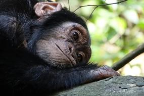 Mammal Primate Ape
