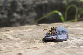 a stone on the beach with a wasp