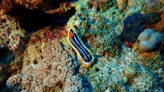 Underwater Ocean Coral
